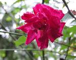 Rose Flower - Srilanka