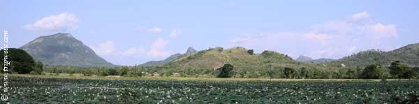 Sri Lanka lake filled with lotus flowers