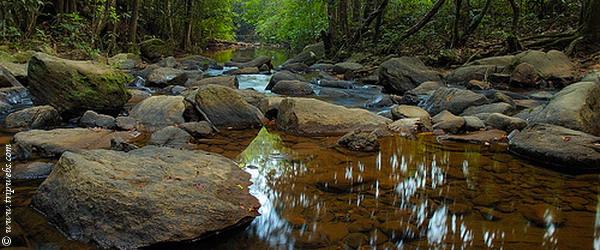 Sinharaja Rainforest